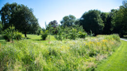 An outdor field with trees and a mixture of short and long grass