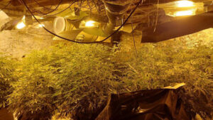 Artificial lights and heating equipment heat a room full of cannabis plants