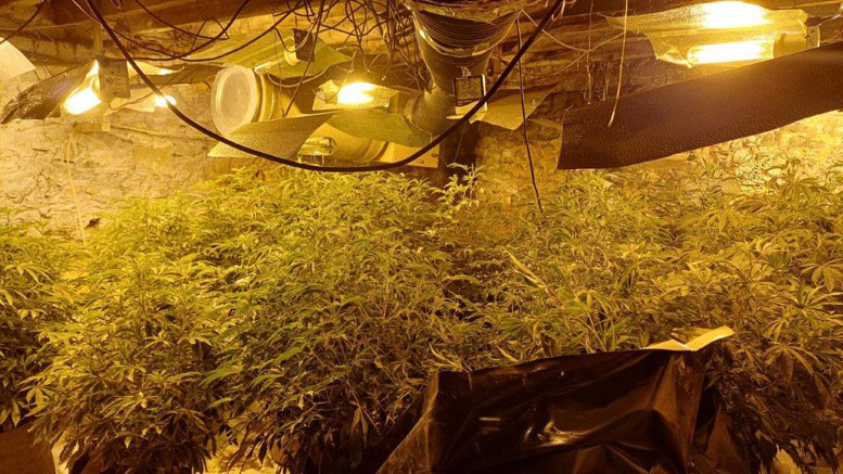 Artificial lights and heating equipment heat a room full of cannabis plants